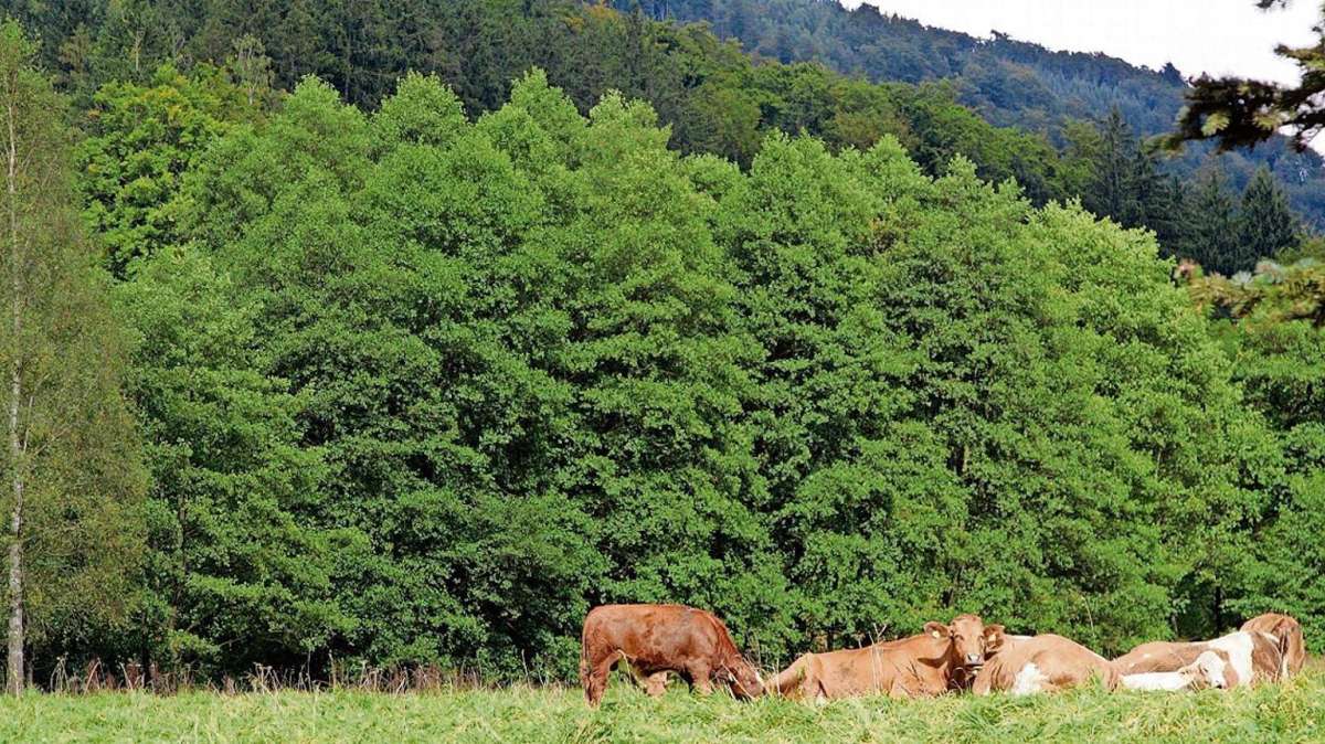 Floh-Seligenthal: Wald wird ganz nach Geschmack der Gemeinde eingerichtet