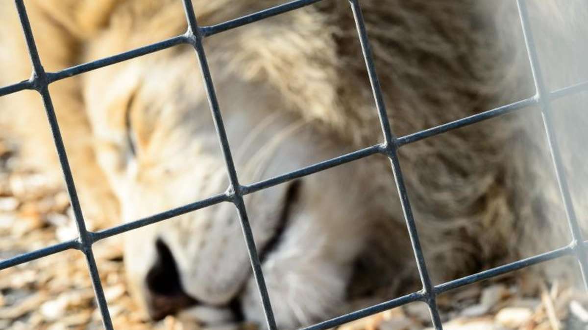 Thüringen: Auftritt mit Wildtieren: Gericht hebt Verbot für Zirkus auf
