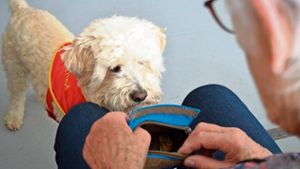 Lorenzo, der Therapiehund: Motivator und Seelentröster
