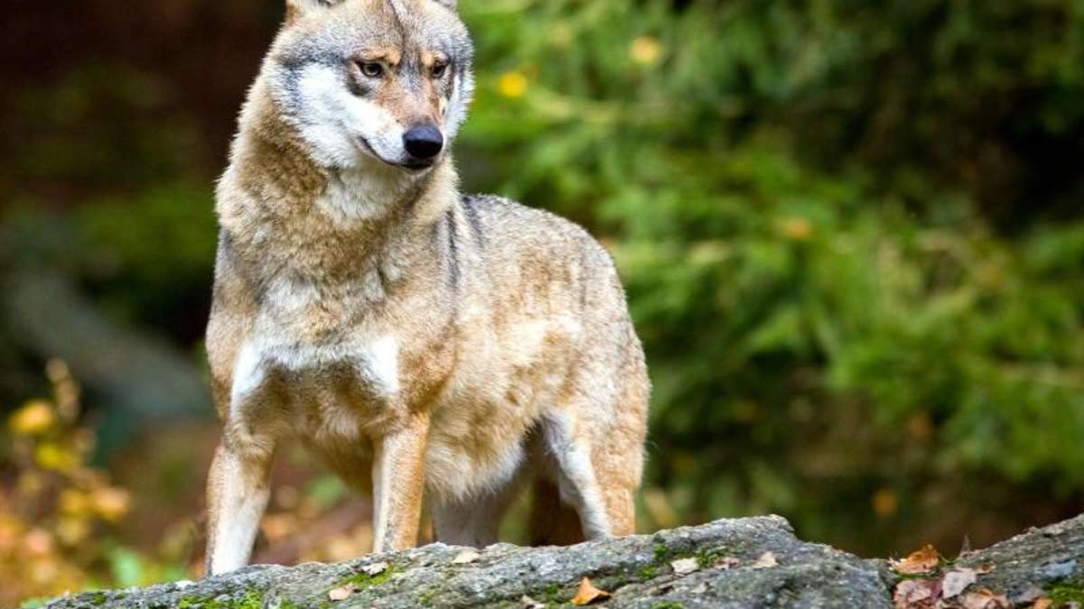 Ilmenau: Wölfin hat scheinbar wieder zugeschlagen