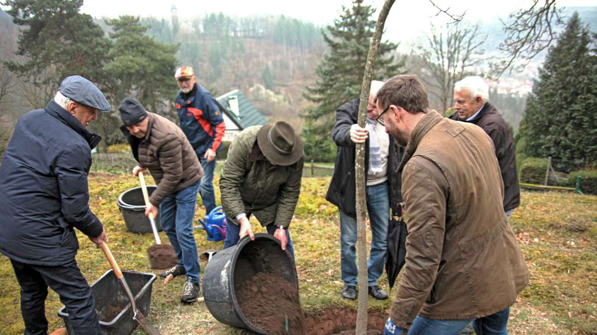 Rotarier als Gartenfreunde: Bergulme neu im Gartenbestand