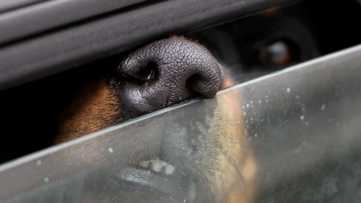 Meiningen: Hund bei Hitze im Auto zurückgelassen