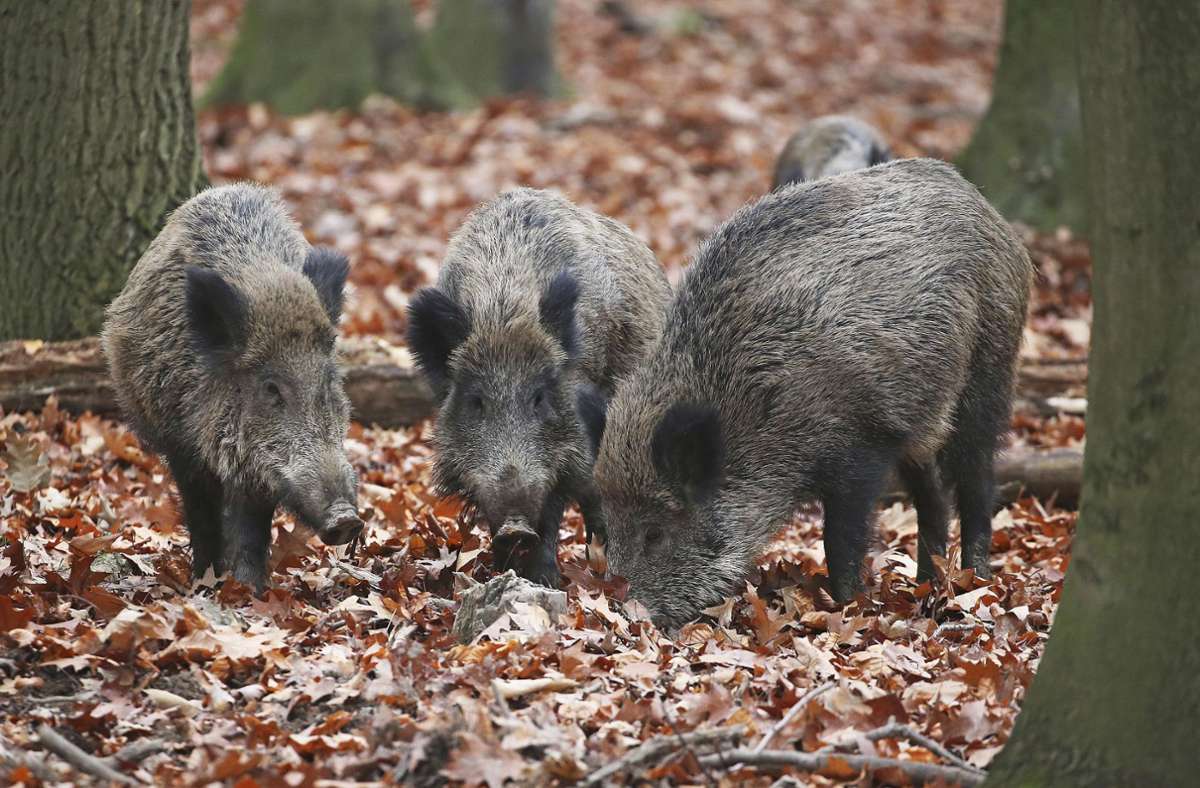 Wildschweine zählen aufgrund ihrer großen Population mit zu den am meisten gejagten Wildtieren in deutschen Wäldern. Fast 900.000 Schwarzkittel sind im Jagdjahr 2019/20 deutschlandweit erlegt worden, knapp 700.000 waren es im Jahr darauf.