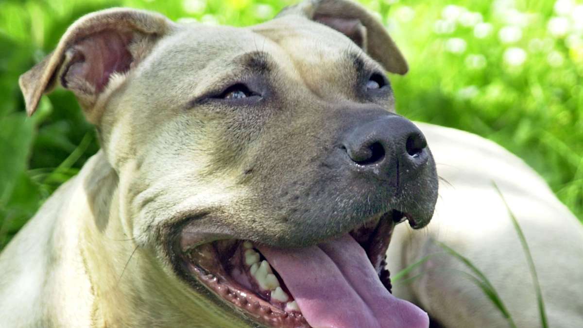 Prozess um Kampfhund: Gefährlicher Hund –  kein Kuscheltier