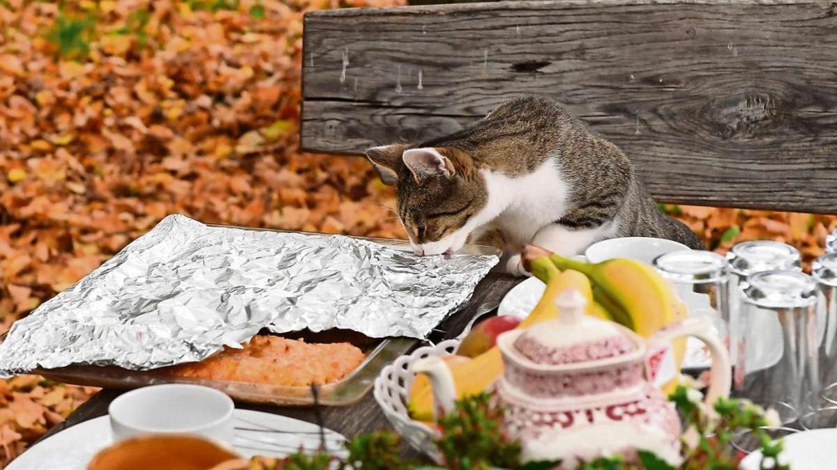 Weitersroda: Weitersrodaer Schloss-Katze frisst Ministerin den Kuchen weg