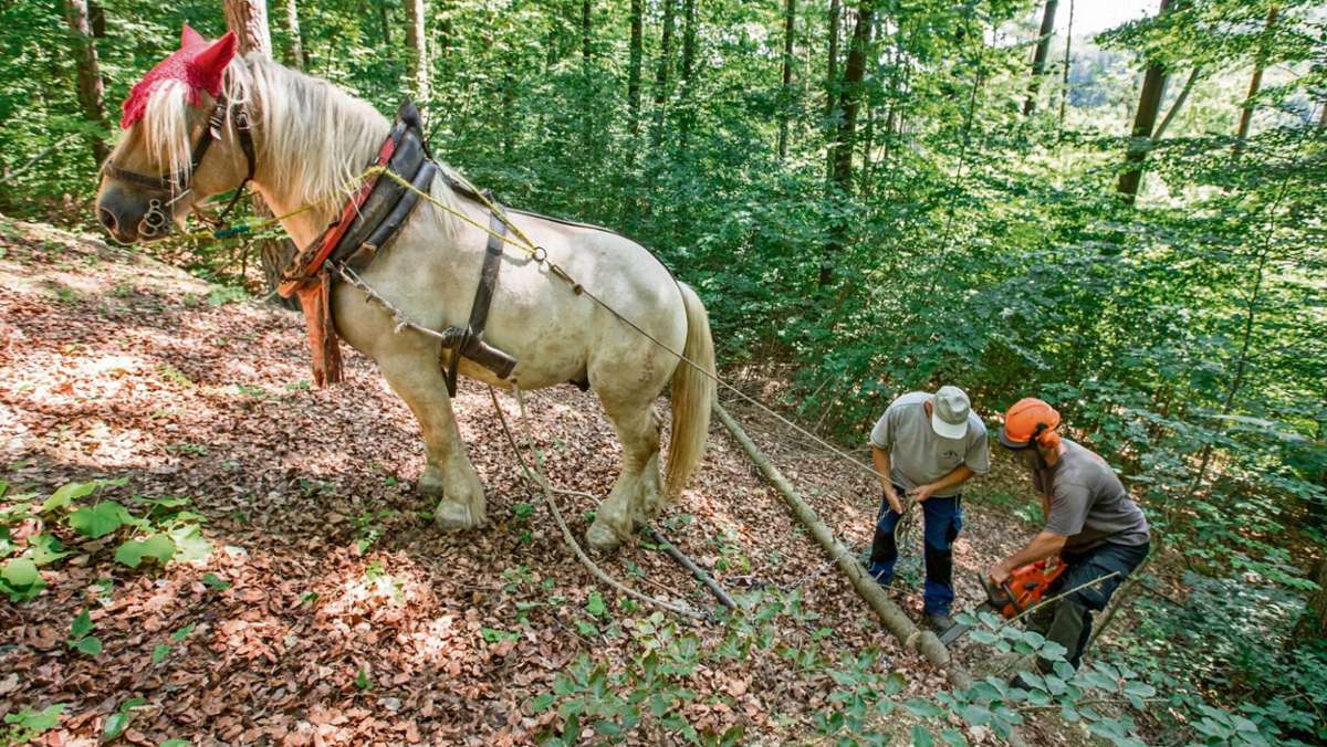 Thüringen: ThüringenForst will mehr Pferde in den Wäldern einsetzen