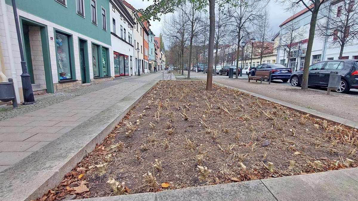 Wegen Triebsterben: Buchsbäume in  Lindenstraße sind weg