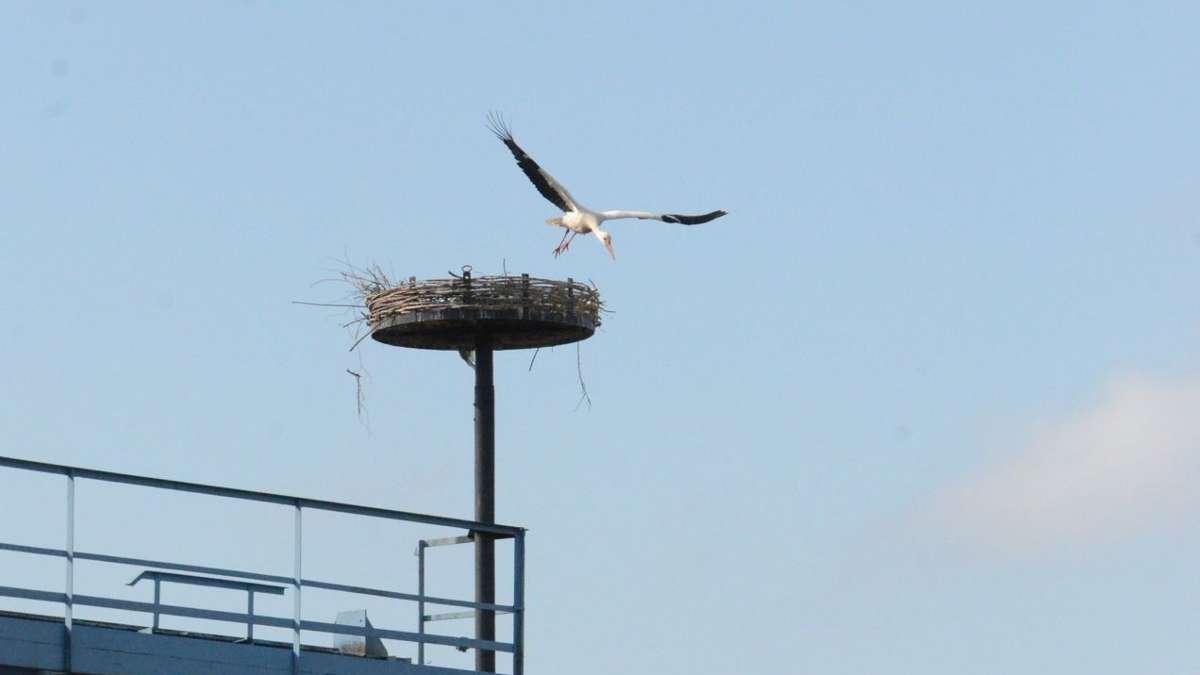Dampflokwerk freut sich: Störche brüten im neuen Nest