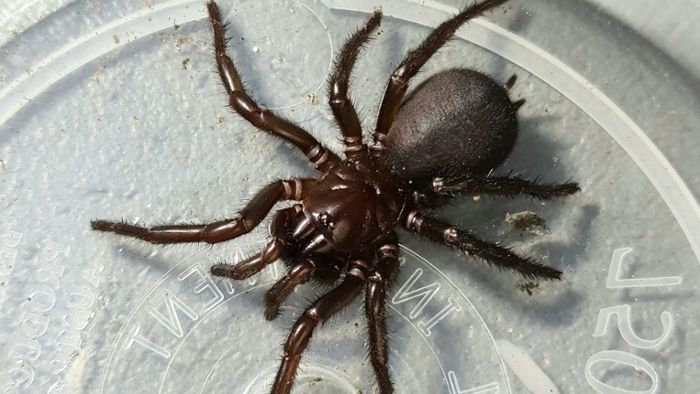 Sydney-Trichternetzspinne: Ein Biss tötet – auf der Jagd nach der giftigsten Spinne der Welt