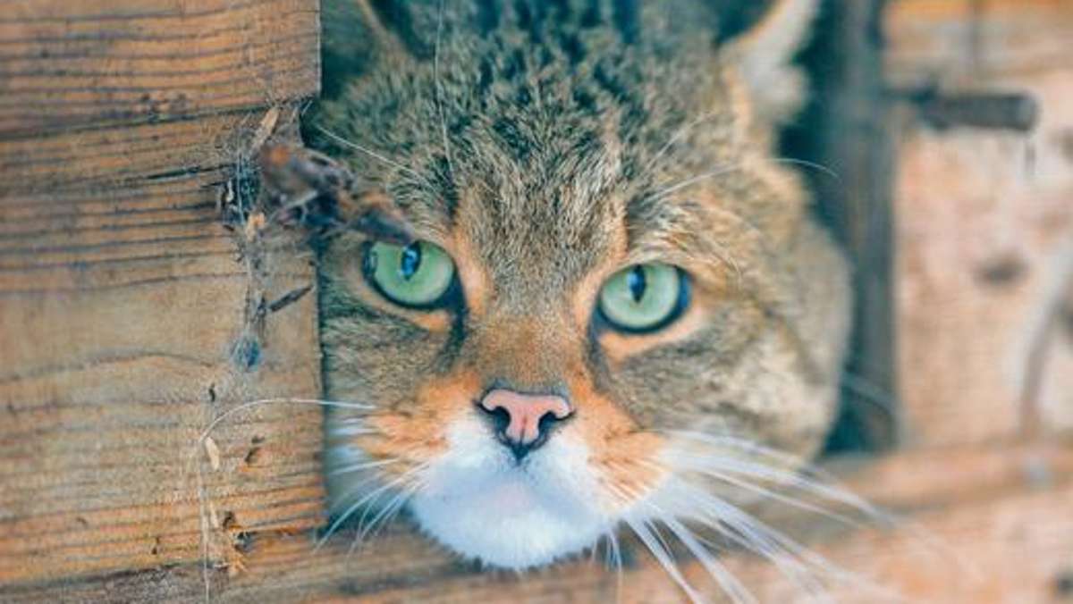Suhl/ Zella-Mehlis: Wildkatzen aus Bayern finden Asyl im Tierpark