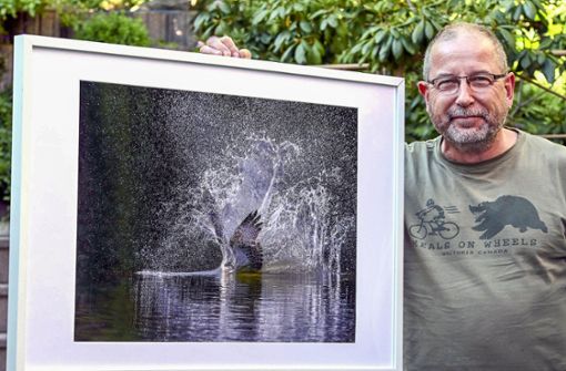 Ein Fischadler am Goldbergsee. Es ist eines von knapp über ein Dutzend Fotos, die Steffen Hofmann ab Samstag im „Haus der Natur“ zeigt. Foto: Carl-Heinz Zitzmann
