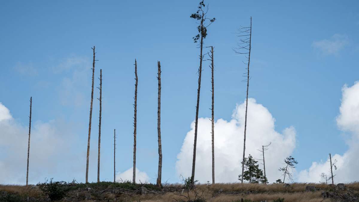 Forstbericht in Geraberg: Abgestorbene Bäume werden zur Normalität