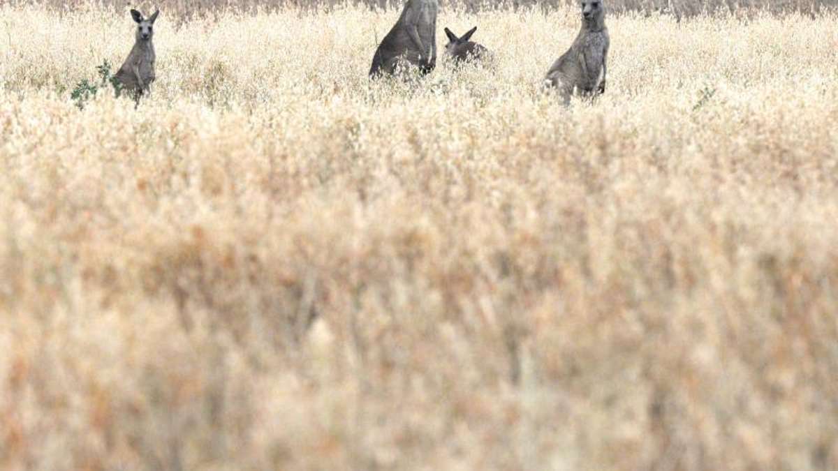 Thüringen: Ausgebüxtes Känguru hoppelt noch immer umher