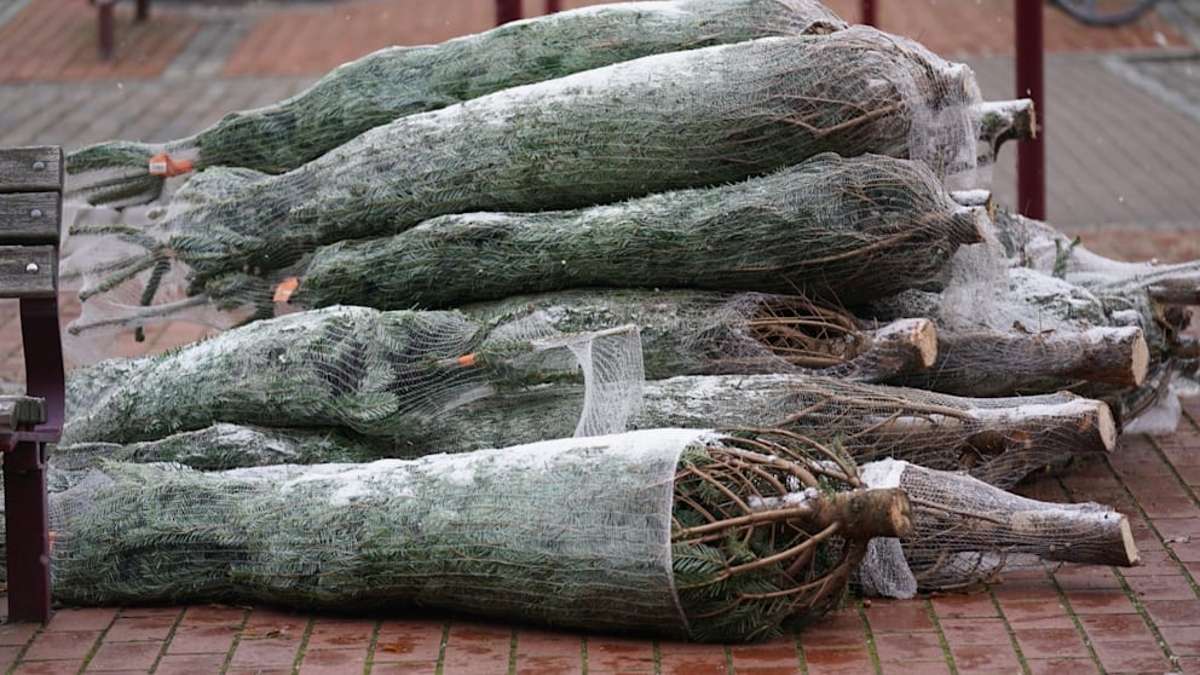 Hildburghausen: Gauner klauen 100 Weihnachtsbäume