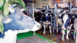 Gleichamberger Kühe geben Milch in der obersten Landesliga
