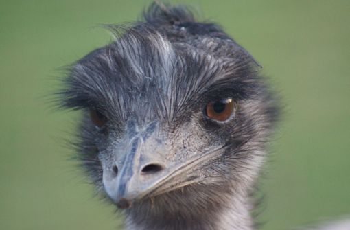 Ein Emu wird zum Hit im Internet (Symbolfoto). Foto: imago images/poeticpenguin/poeticpenguin via www.imago-imag