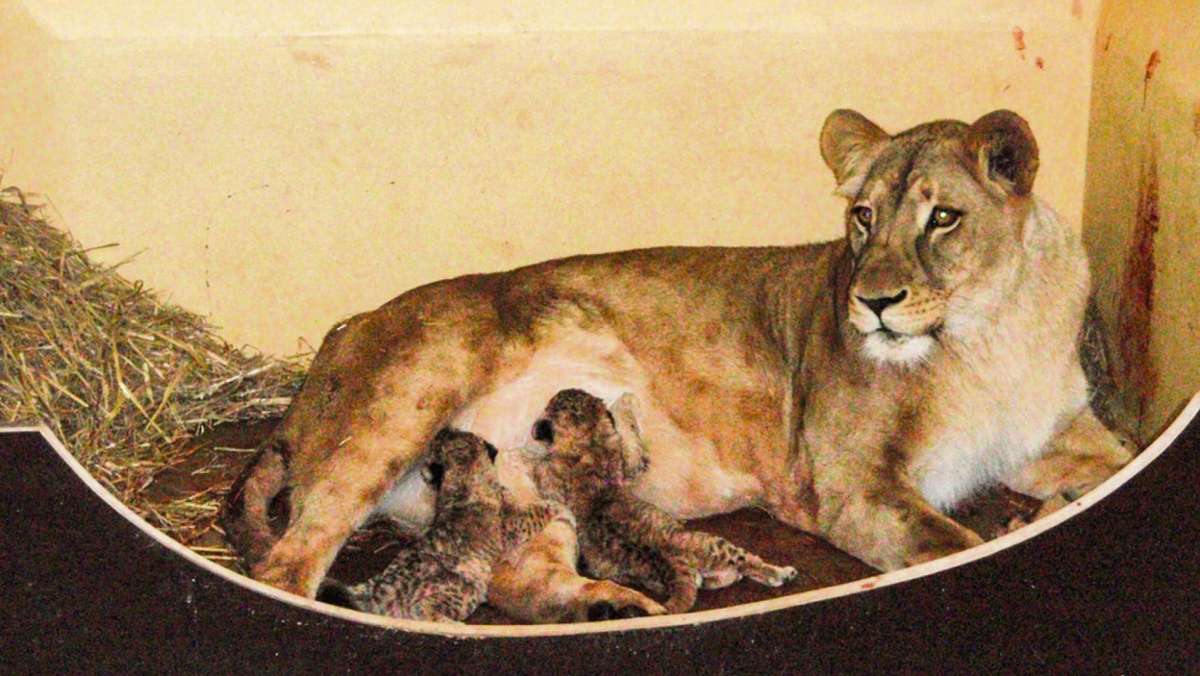 Thüringen: Löwenmutter im Zoopark Erfurt erholt sich nach Blutvergiftung