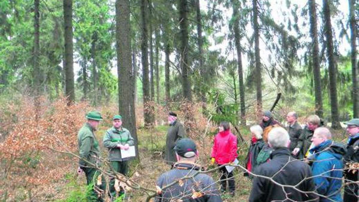 Ilmenau: Wild hemmt Waldverjüngung
