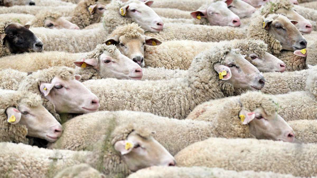 Thüringen: Ausgebrochen: Hundert Schafe machen Straße und Klinik unsicher