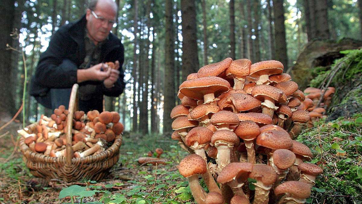 Entwarnung für Thüringen: Wenn die Pilze strahlen