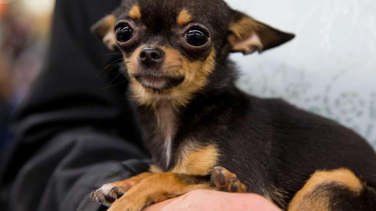 Gera: Chihuahua schwer misshandelt und von Brücke geworfen