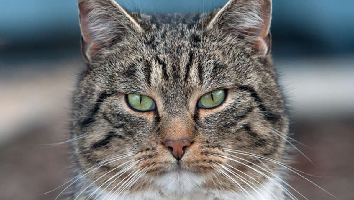 Singen: Tierquäler skalpieren Katze: Schwerverletztes Tier eingeschläfert