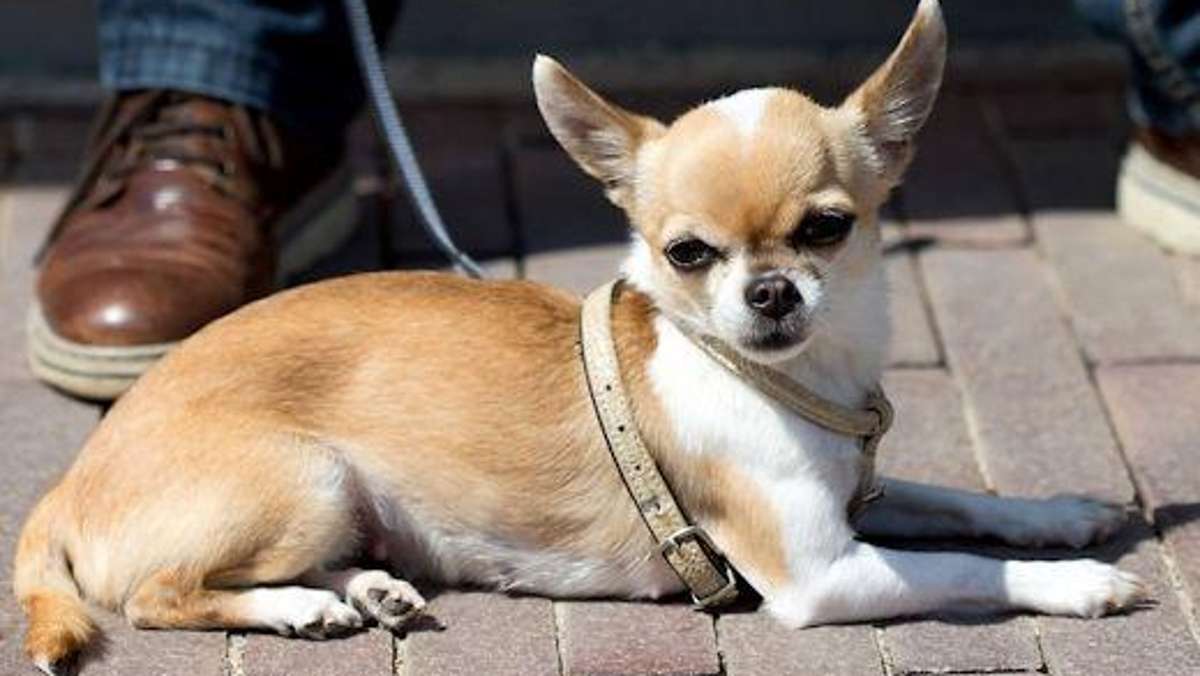 Bad Salzungen: Kleiner Hund entfleucht seinem Frauchen und wird überrollt