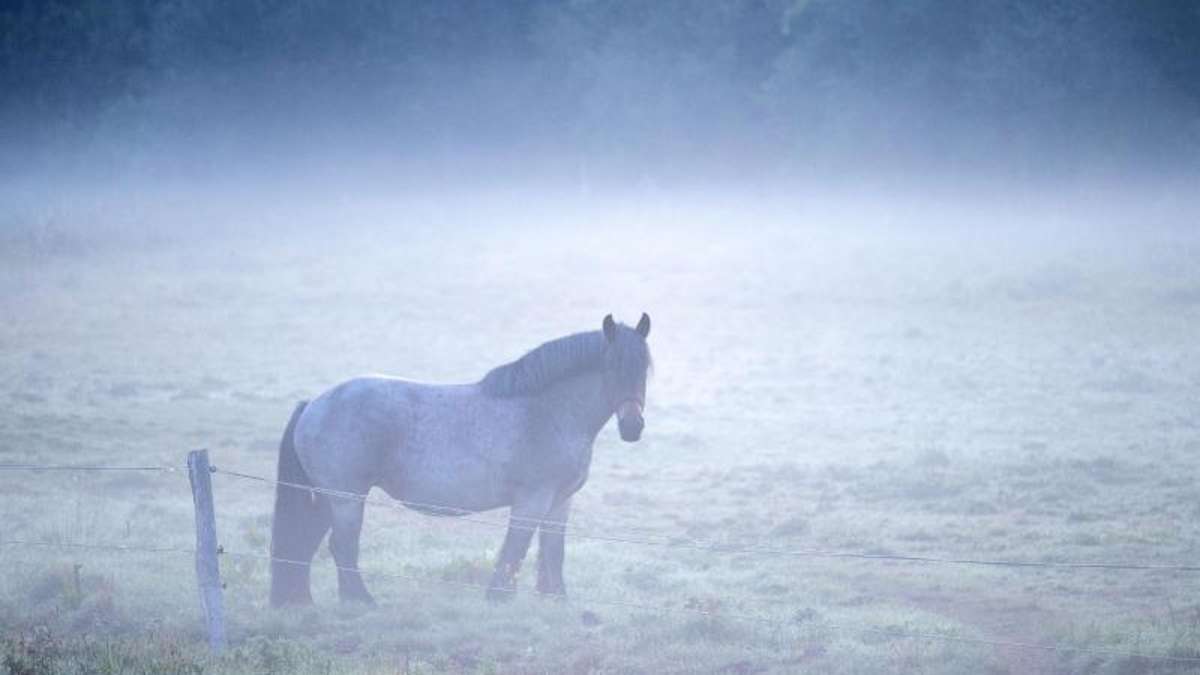 Thüringen: Tierquäler verletzten erneut ein weidendes Pferd