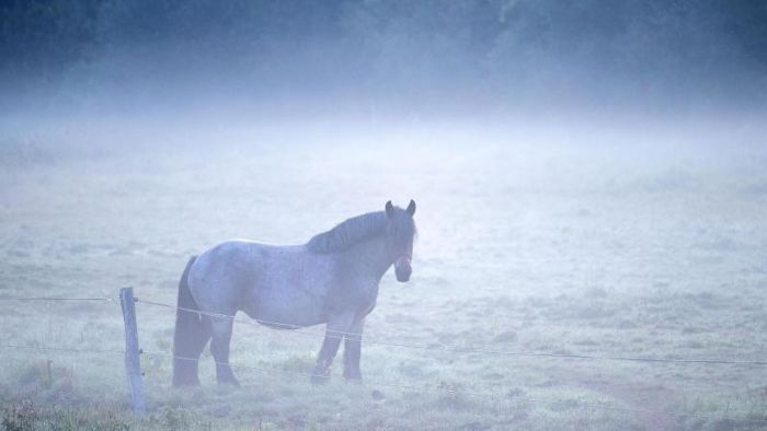 Pferd mit schweren Verletzungen tot auf Koppel entdeckt