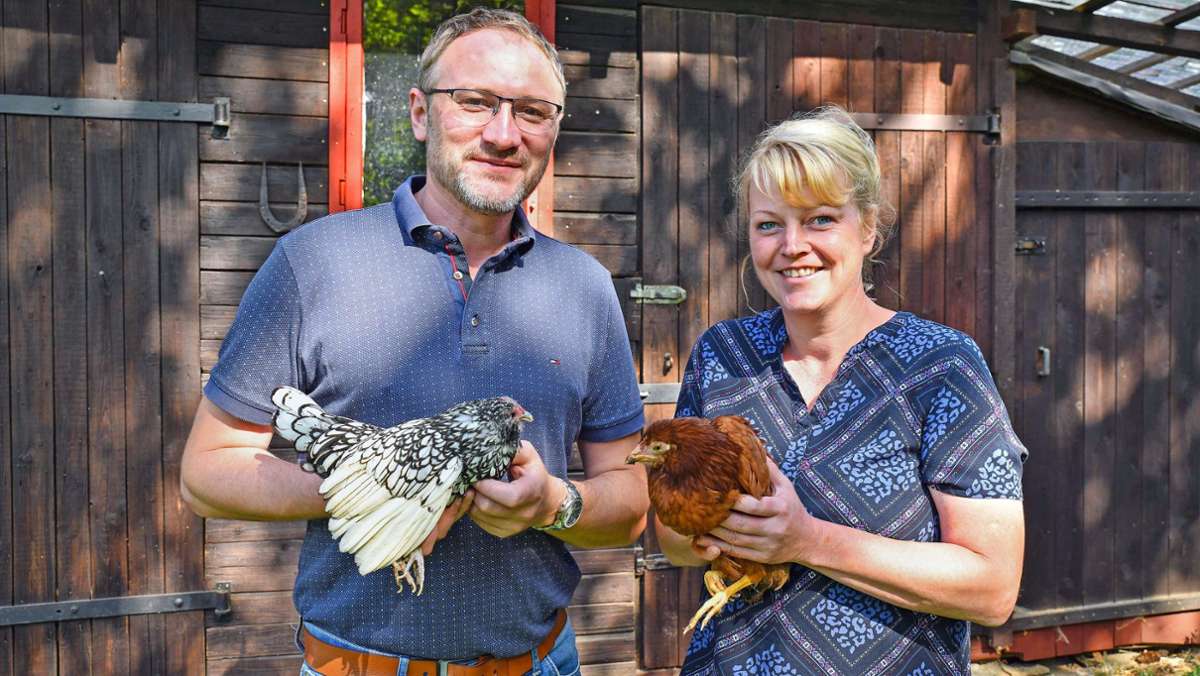 Rassegeflügel: Inflation macht Hühner wieder attraktiver
