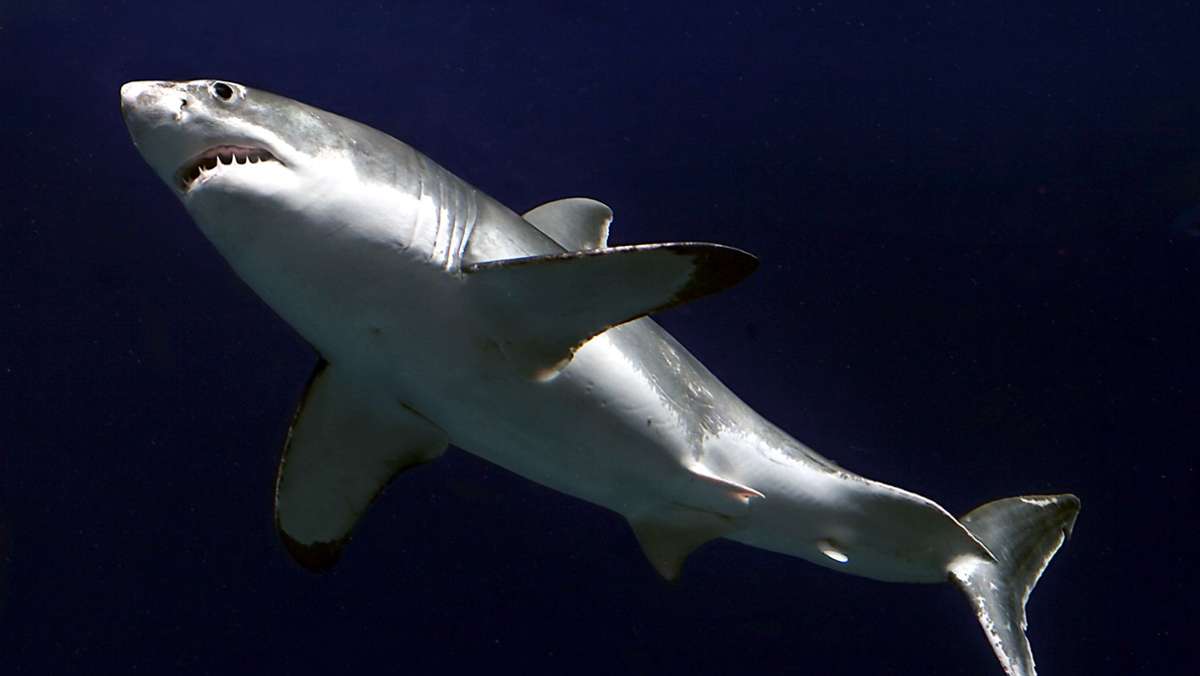 Wegen Hai-Fehlalarmen vor Gericht: Mann  in Australien soll Peilsender eines Weißen Hais gestohlen haben