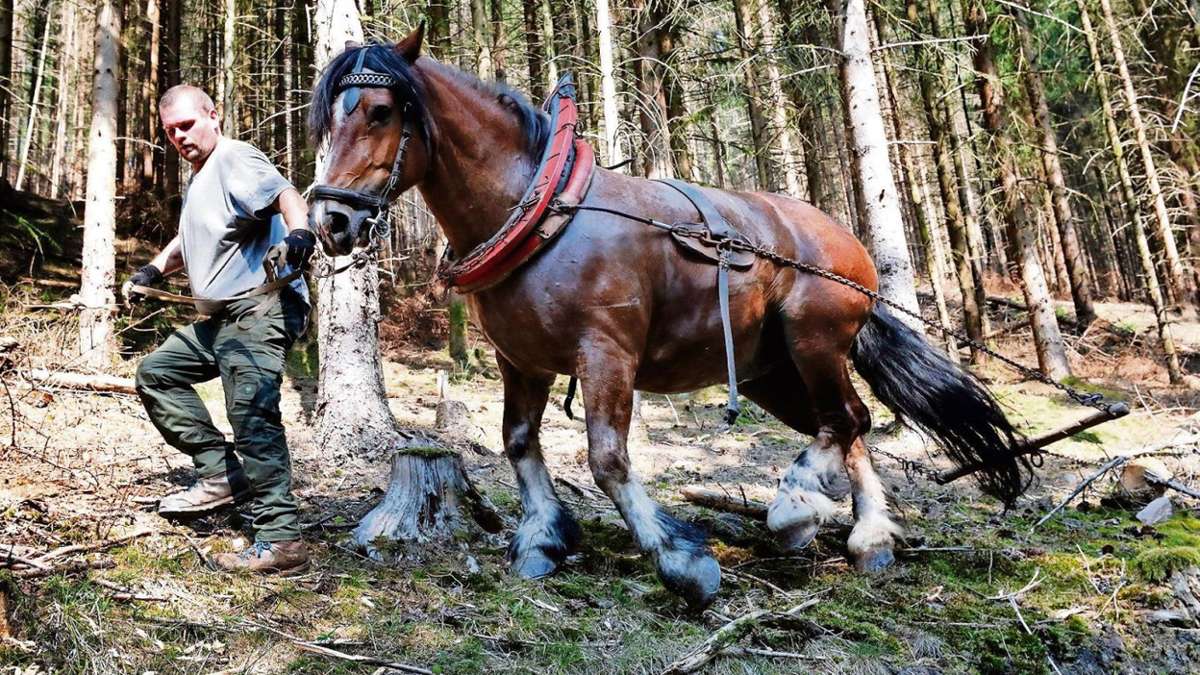 Benshausen: Aufräumen im Wald mit nur einer Pferdestärke