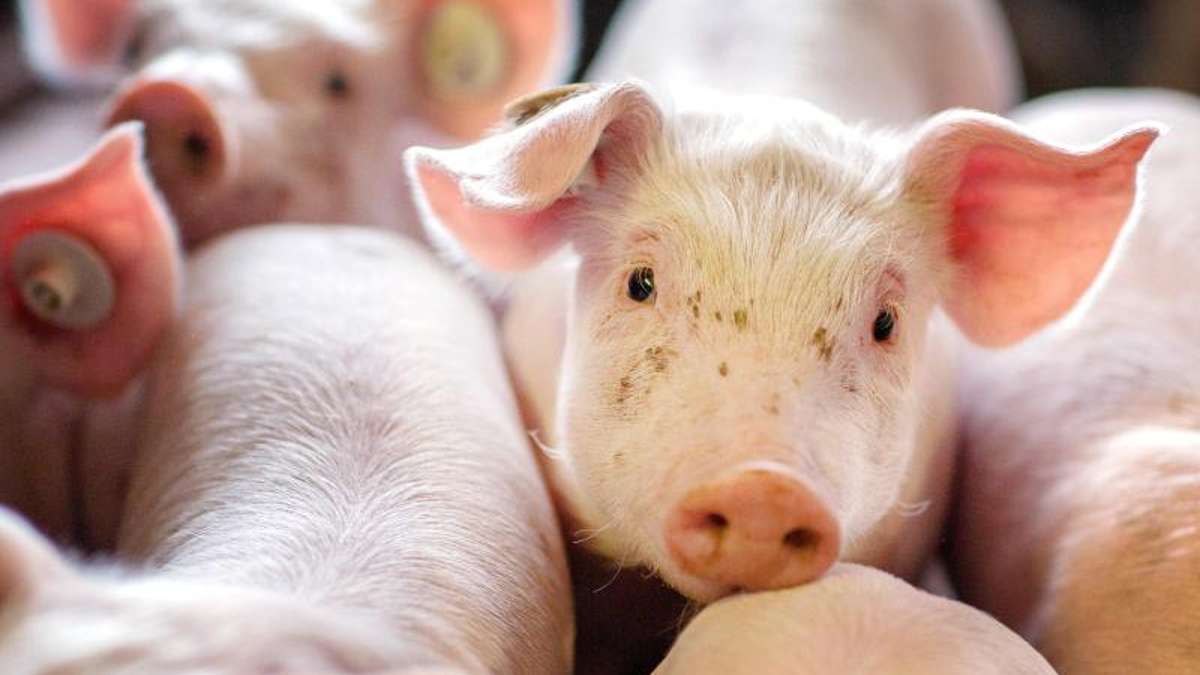 Thüringen: Tierheim rettet Schweinchen Bärbel vor Frost und sucht Besitzer