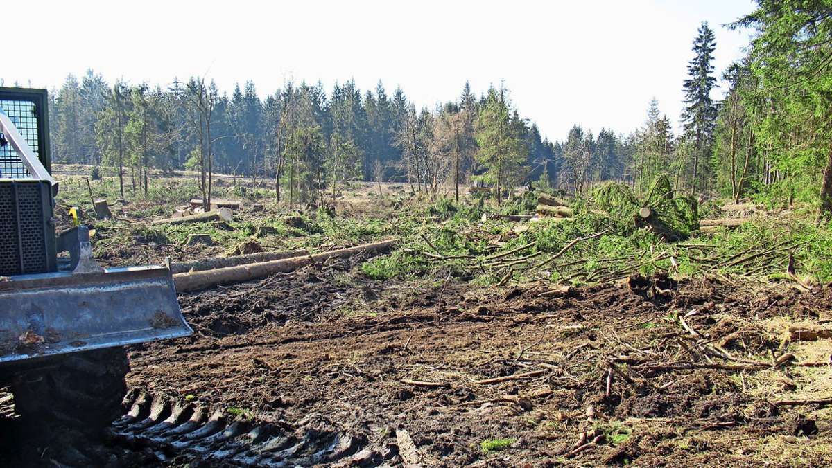 Entwicklung Biosphärenreservat Thüringer Wald: Mit resistenten  Wälder in die Zukunft