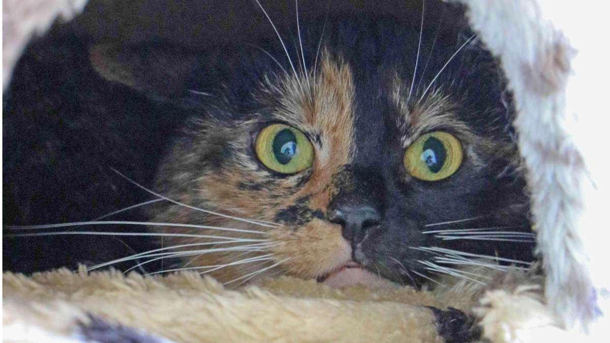 Zweibeiner gesucht: Lilly, eine Katze in tiefer Trauer