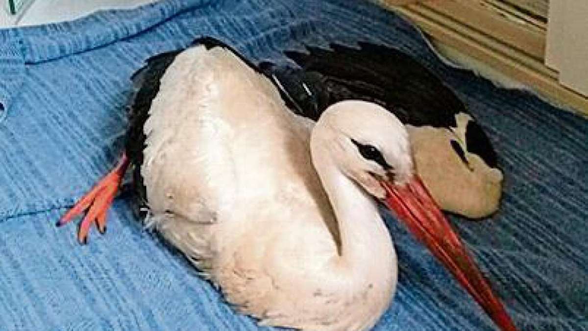 Wasungen: Storch landet mit kaputten Flügel in der Tierklinik