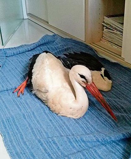 Der verletzte Wasunger Storch Luis soll noch in dieser Woche am Flügel operiert werden. Foto: Jenny Kleffel