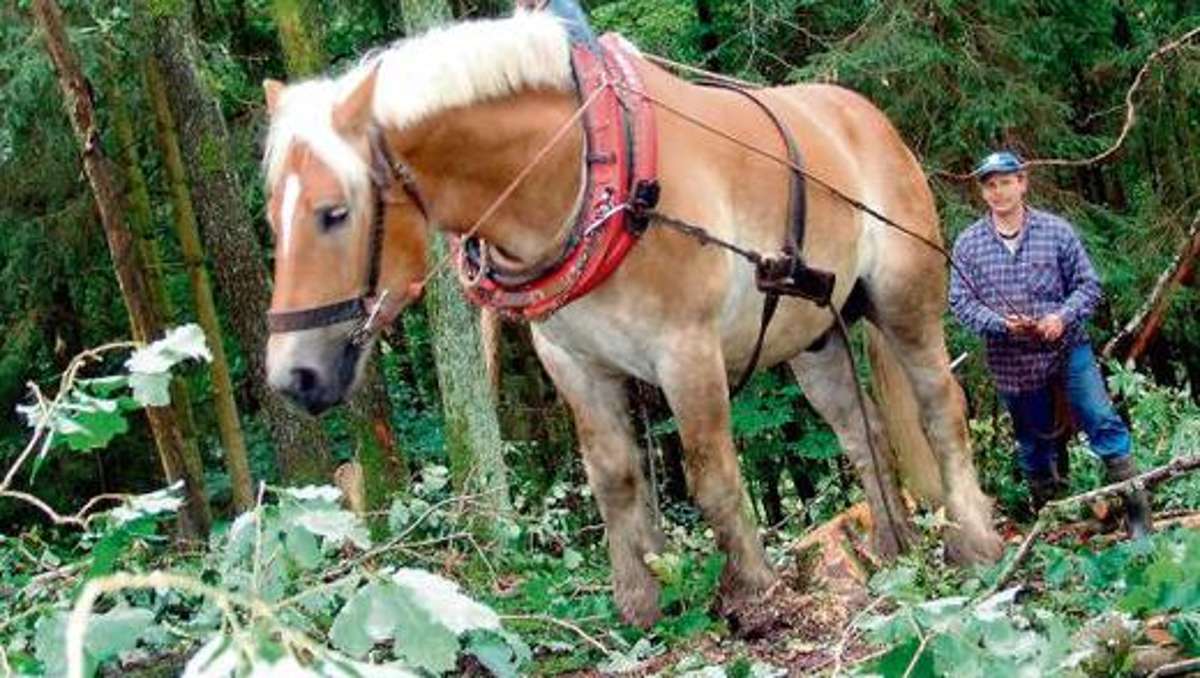 Thüringen: Überlebenskampf: Holzernte mit einer Pferdestärke
