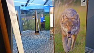 Alles über den Wolf: Ausstellung über einen Rückkehrer
