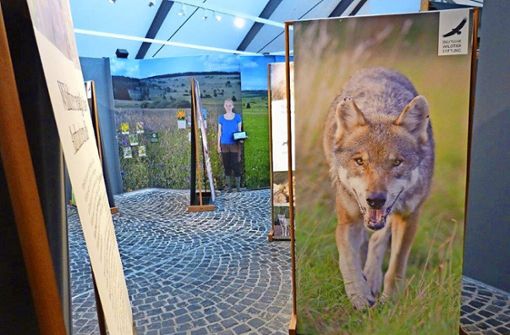 Die Ausstellung „Die Rückkehr des Wolfs“ ist bis zum 6. April im  Haus der Langen Rhön zu sehen. Foto: Michael Dohrmann