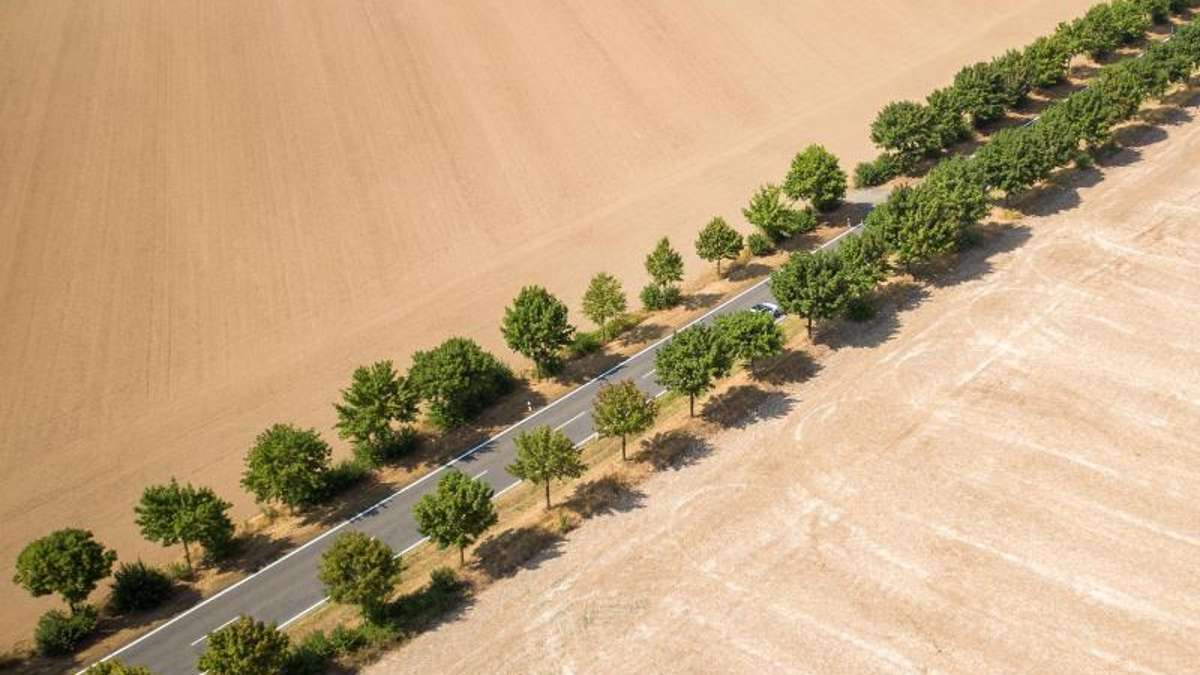 Thüringen: Trockenheit schmälert 2019 die Saatguternte im Wald