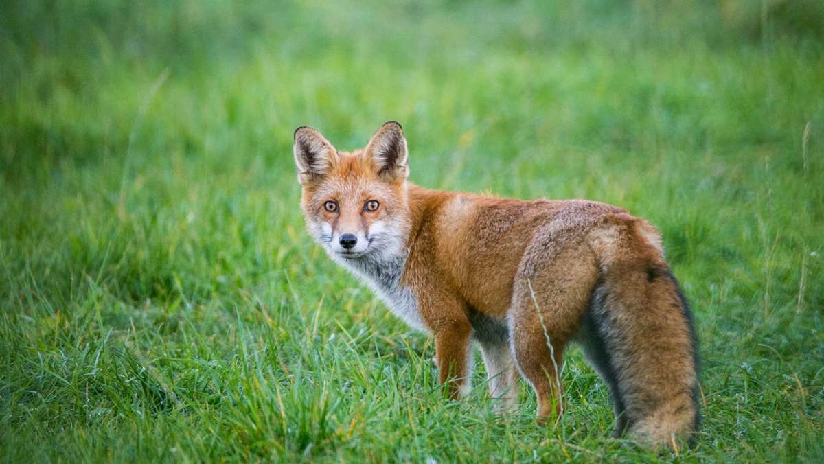 Jäger setzt auf Aufklärung: Überall gedeckte Tische für Fuchs und Co