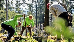 Steinbach-Hallenberg: UNO zeichnet Bergwaldprojekt aus