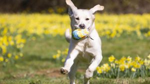 Tierhaltung: Labrador Retriever häufigste Hunderasse in Thüringen