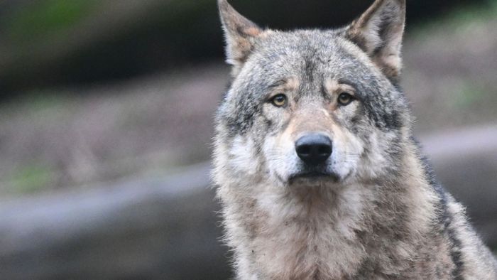 Mehr als 20 Mufflons tot – war’s wieder der Wolf?