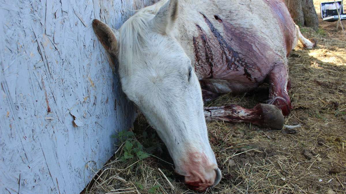 Thüringen: Erneut Messerangriff auf Pferde - Ein Tier stirbt