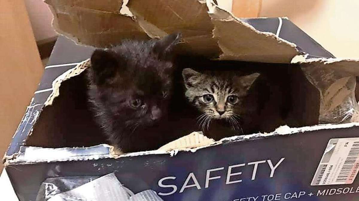 Hildburghausen: Zu viele Katzen: Aufnahmestopp im Tierheim