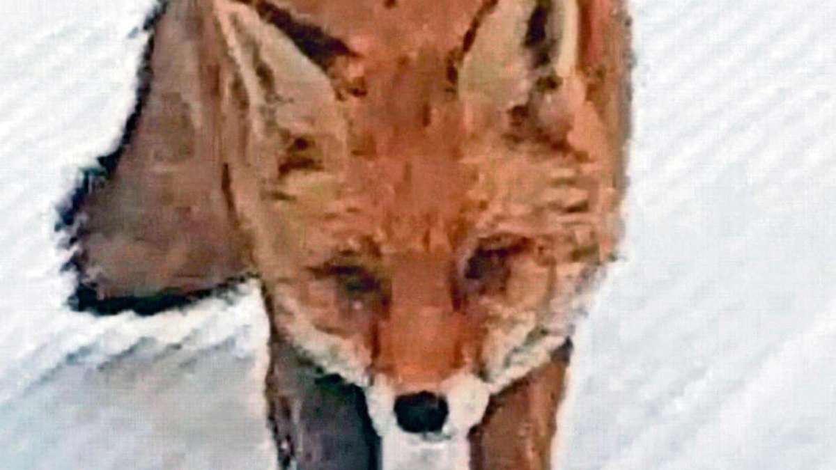 Schmiedefeld: Keine neue Spur von Fuchs - Tier womöglich verendet