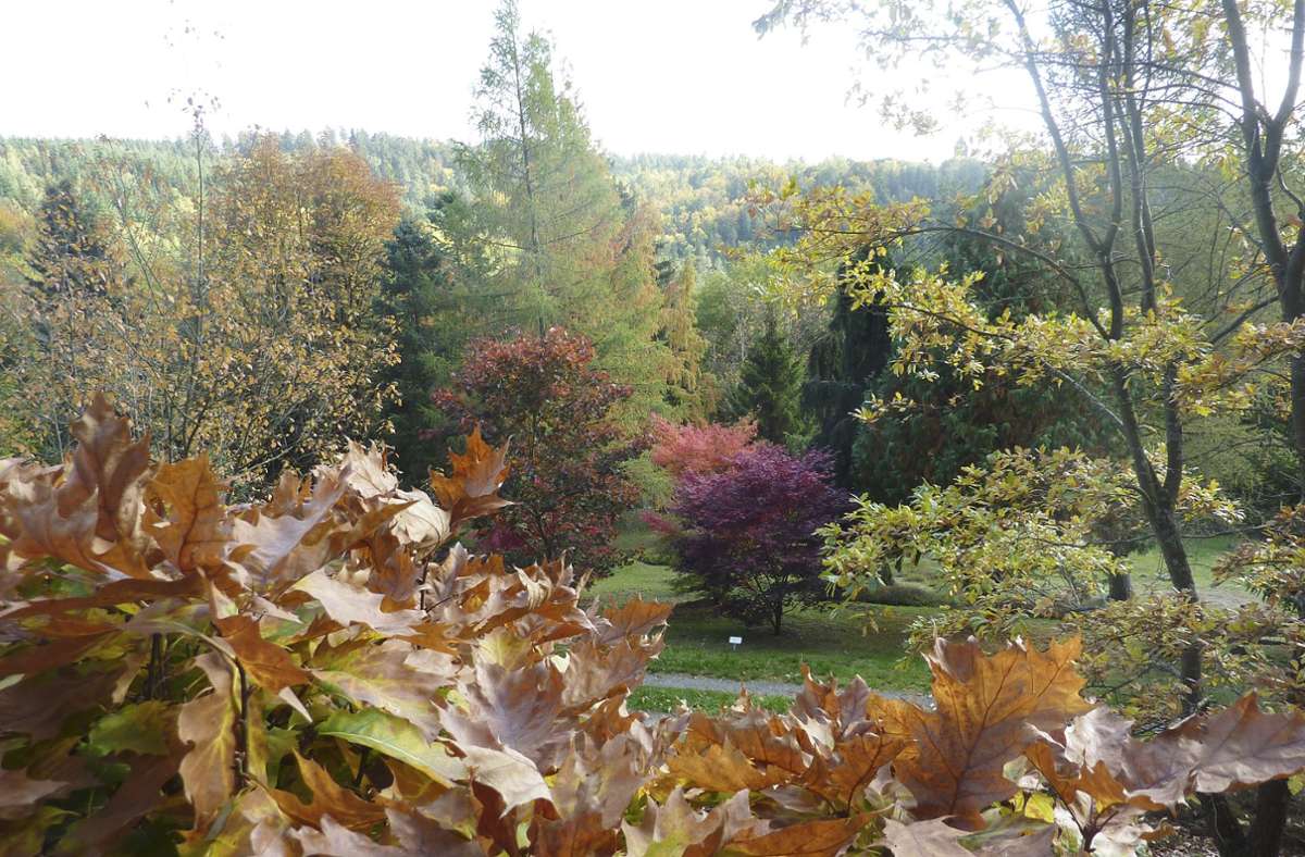 Im Jahr 2024 feiern die Forstbotanischen Anlagen   der Stadt Wasungen ihr 50-jähriges Bestehen. Prunkstück ist der Garten, hier mit Blick Richtung Maienluft. Foto:  
