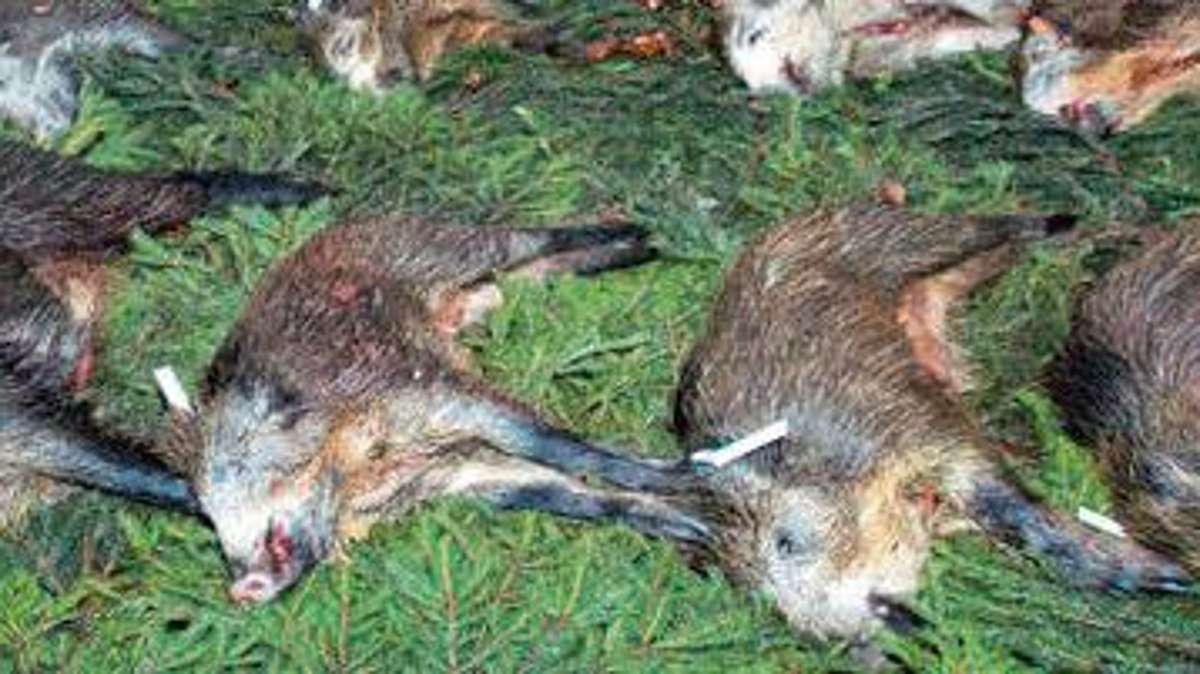 Thüringen: Förster beklagen, dass Jäger weniger Wild schießen